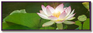 Sedona Healing Lotus